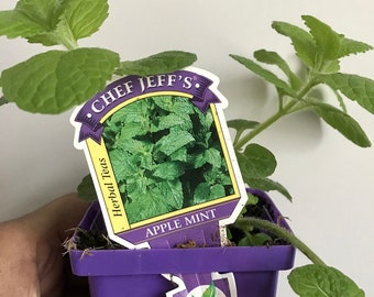 Apple Mint live plant, Mentha Suaveolens, 4" Pot, GMO free, Great Gift Idea For Chefs!