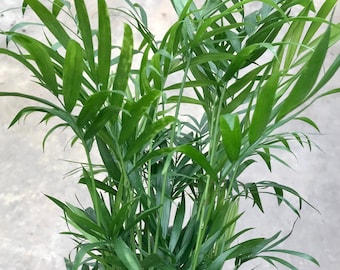 Hirt's Victorian Parlor Palm - Chamaedorea Neanthe Bella - 4" Pot - Live  Plant - Etsy