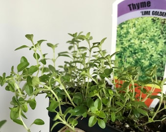 Thyme 'Lime Golden' Live plant, Thymus x citriodorus plant  Free ship