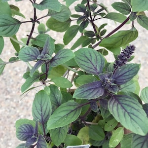 May include: Close-up of a potted basil plant. The leaves are a vibrant green with deep purple veins, and the stems are a dark purple. The plant has small, dark purple flower spikes. The plant is in a small, brown pot.