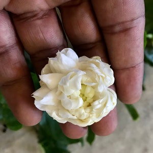 Grand Duke Jasmine Plant, Jasmine Sambac/ Rose Jasmine, Some with buds, various size options