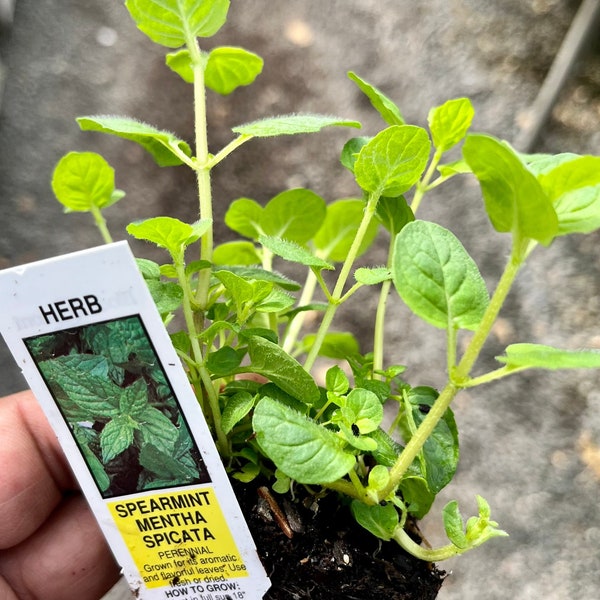 Spearmint mint plant, Mentha Spicata, Perennial herb plant, Free ship w/o pot