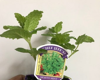 Mojito Mint plant, Organic, GMO Free, Mentha x villosa, Free ship w/o Pot