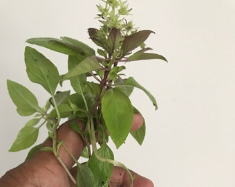 2x Thai Basil Live plants,  Free ship w/o pot, GMO Free