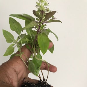 May include: A small potted basil plant with green leaves and purple stems. The plant is being held in a hand.