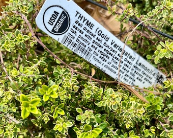 Thyme Gold Variegated Lemon live plant, Organic, Perennial herb plant, Free ship,