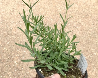 Lavender Live Plant, Growing in 4" Pot, Free ship w/o Pot, Great Gift Idea For Gardeners