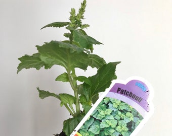 Patchouli Plant, Organic Certified, Fragrant, Pogostemon Plant