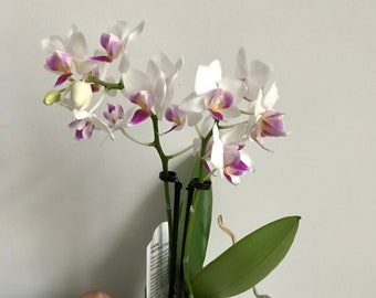 Orchid Live plant, Mini Orchid, assorted bloom color in 3" ceramic pot, Great Gift Idea!
