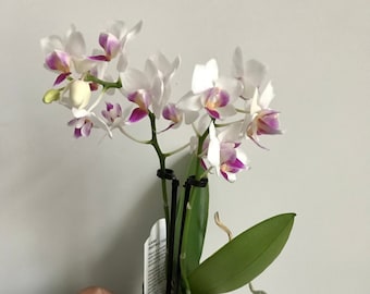 Orchid Live plant, Mini Orchid, assorted bloom color in 3" ceramic pot, Great Gift Idea!