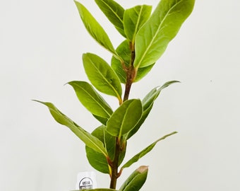 ORGANIC Bay Leaf plant, Sweet Laurel, Bay Laurel, Sweet Bay, ON SALE