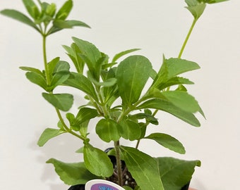 Sweetleaf Stevia Live plant, Organic, Free ship w/o pot