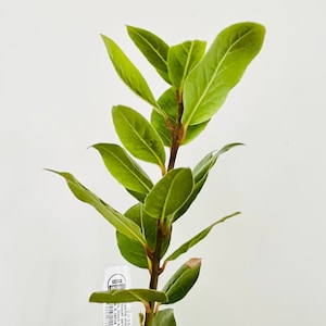 ORGANIC Bay Leaf plant, Sweet Laurel, Bay Laurel, Sweet Bay, ON SALE