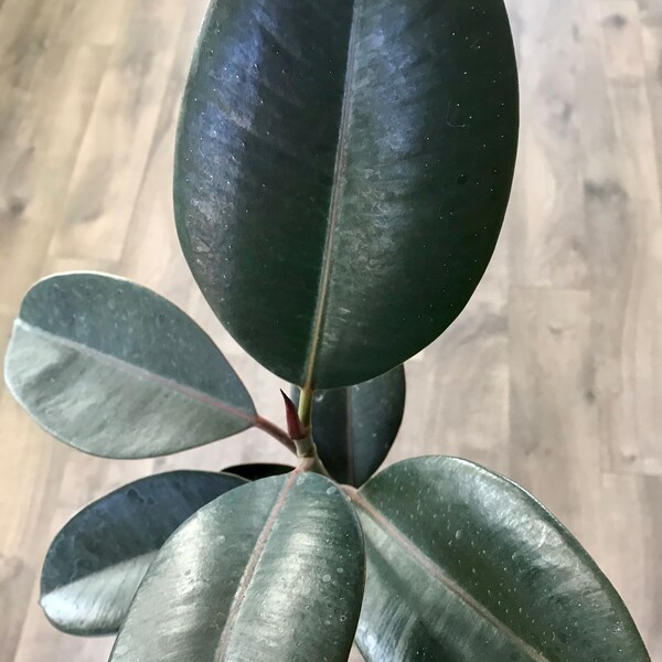 Rubber Plant Live Etsy