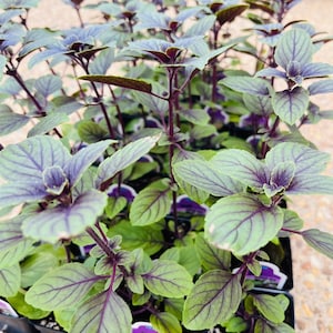 May include: Close-up of a tray of basil plants. The basil has green leaves with purple veins and stems. The plants are in small black pots, ready for planting. The image is well-lit, showcasing the vibrant colors of the basil.