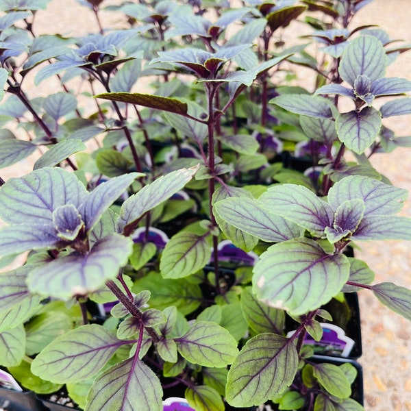 2x African Blue Basil plant, Certified Organic, Live Plant