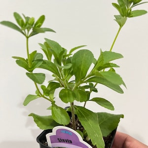 2x Sweetleaf Stevia Live plant, Organic, Free ship w/o pot