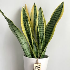 Snake Plant, Free ship, Sansavieria Zeylanica | Great gift idea,