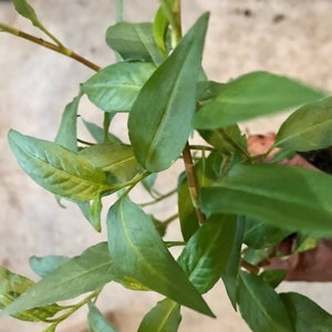 Vietnamese Cilantro Live Plant, Vietnamese Coriander, Rau Ram, Laksa Leaves Live plant