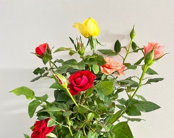 Live Mini Rose plants, Assorted colors, Free ship W/O Pot, Great Gift Idea!