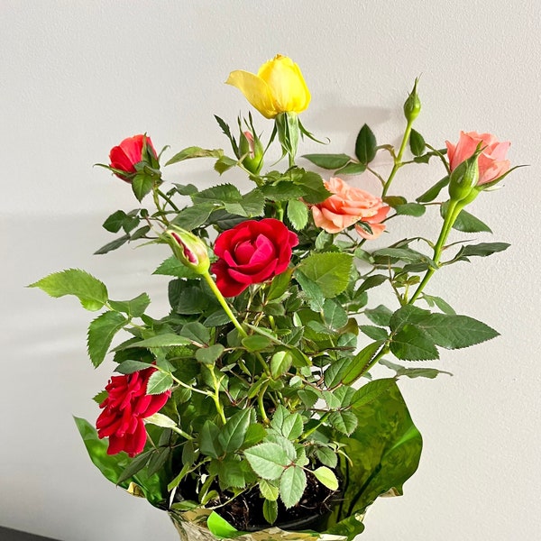 Live Mini Rose plants, Assorted colors, Free ship W/O Pot, Great Gift Idea!