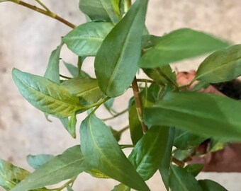 2x Vietnamese Cilantro Live Plant, Vietnamese Coriander, Rau Ram, Laksa Leaves Live plant