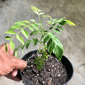 Curry Leaf Plant ~7&quot; to 12&quot; tall plants, Organic, Murraya Koenigii