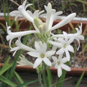 6x Tuberose bulbs, Single Mexican, Rajanigandha, Sampangi, Nelasampenga, Sungandharāja,  Very Fragrant flowers