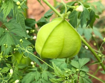 Balloon Vine 15 Seeds Etsy
