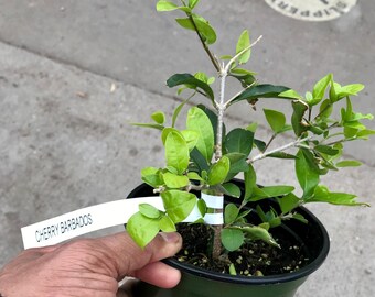 Barbados Cherry Etsy