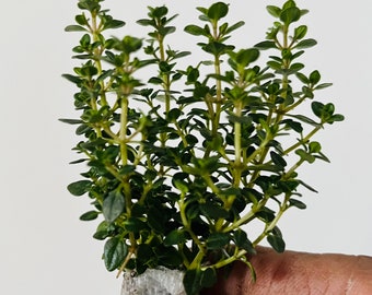 2x Thyme 'Lemon' Live plant, Thymus x citriodorus plant  Free ship