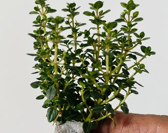 Thyme 'Lemon' Live plant, Thymus x citriodorus plant  Free ship