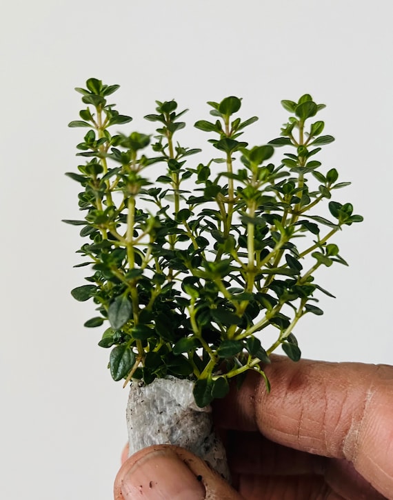 2x Thyme 'Lemon' Live plant, Thymus x citriodorus plant  Free ship
