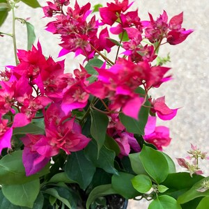 ONE/TWO Bougainvillea Plants, 1' to 2', Various Colors, Free ship W/O Pot Red Cluster
