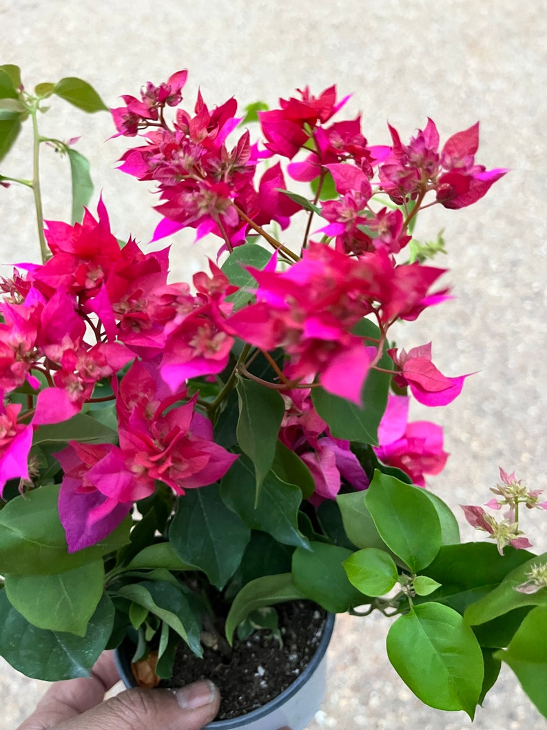 ONE/TWO Bougainvillea Plants, 1' to 2', Various Colors, Free ship W/O Pot Red Cluster