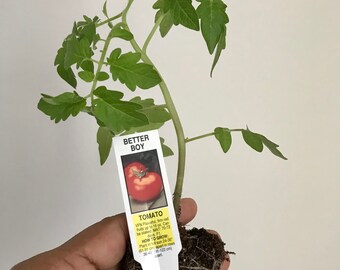 Tomato Plant, Better boy variety, Live plant, Free ship