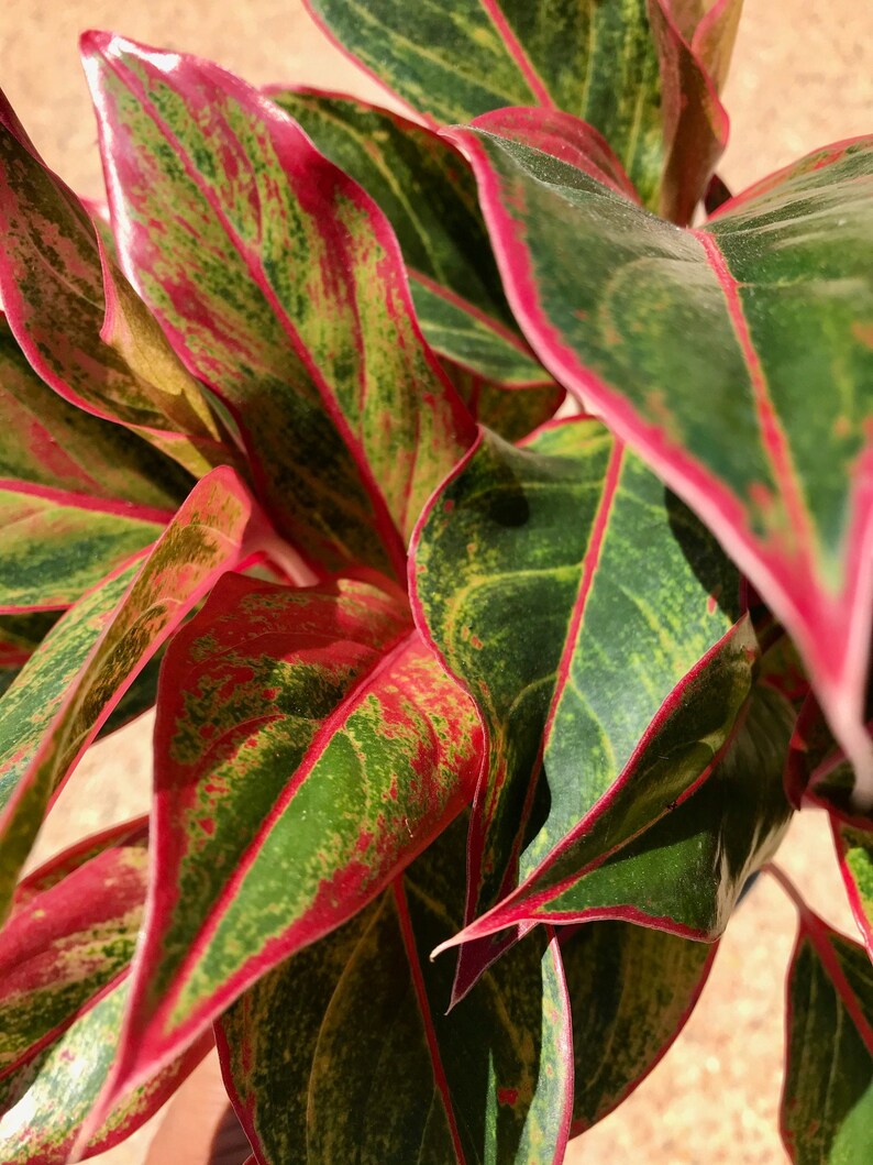Aglaonema Plant Red lipstick 1' tall Chinese Evergreen | Etsy