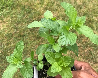 Mint Yerba Buena plants, Organic Spearmint very similar to Mojito Mint,  Free ship W/O pot