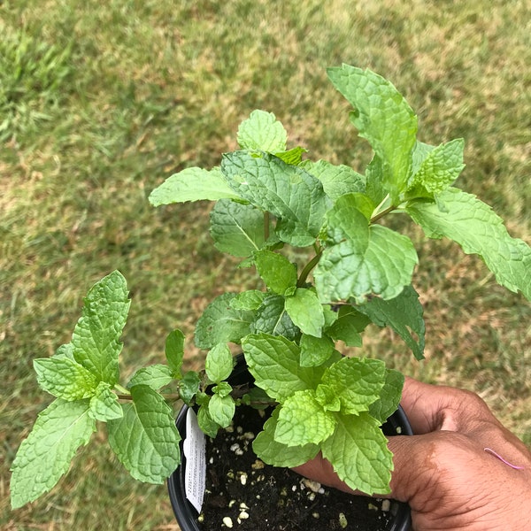 2x Mint Yerba Buena plants, Organic Spearmint very similar to Mojito Mint,  Free ship W/O pot