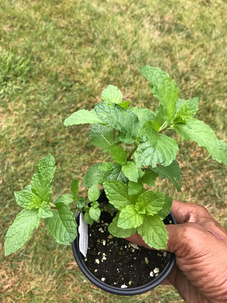 May include: A small potted plant with green leaves. The plant is in a black plastic pot with brown soil.