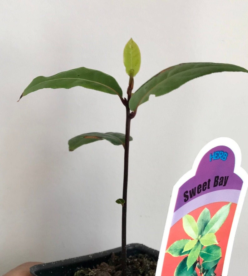 Op de afbeelding: Een jonge laurierplant met donkergroene bladeren en een lichtgroene knop. De plant staat in een kleine zwarte pot, met een label met de tekst "Sweet Bay". Het label heeft ook een afbeelding van laurierbladeren.