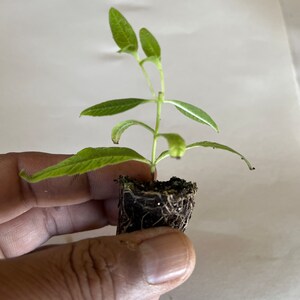 Planta de verbena de limón, Aloysia Triphylla, orgánica certificada por el USDA, planta medicinal, envío gratis sin maceta. imagen 5