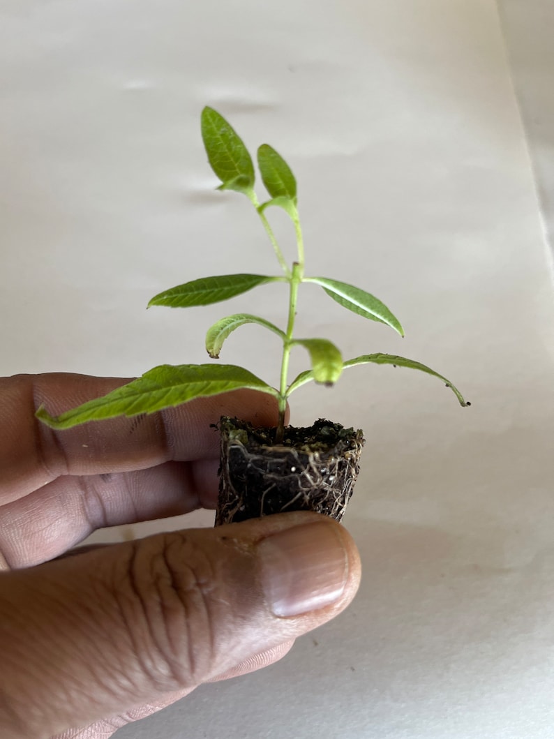 Planta de verbena de limón, Aloysia Triphylla, orgánica certificada por el USDA, planta medicinal, envío gratis sin maceta. imagen 5