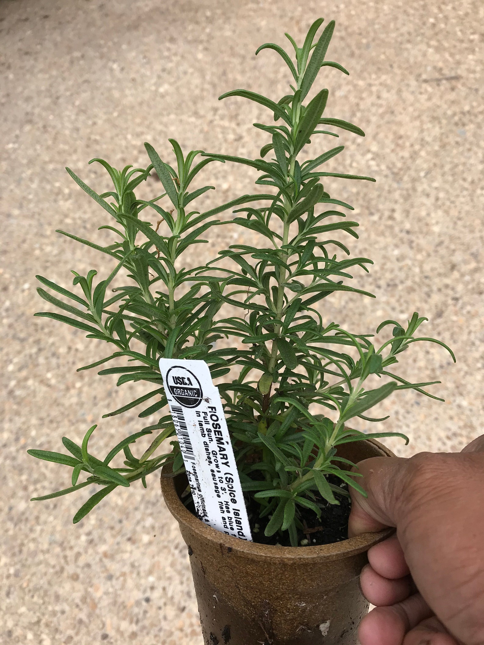 Rosemary Live Plant Ready to harvest Certified Organic Etsy