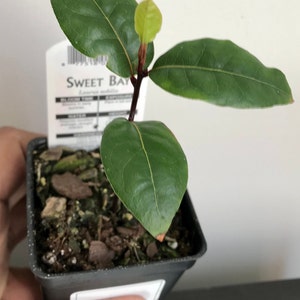 Op de afbeelding: Jonge laurier (Laurus nobilis) in een kleine zwarte pot. De plant heeft glanzende groene bladeren en een verse, lichtgroene knop. Een wit label met tekst is zichtbaar. De plant wordt door een persoon vastgehouden.
