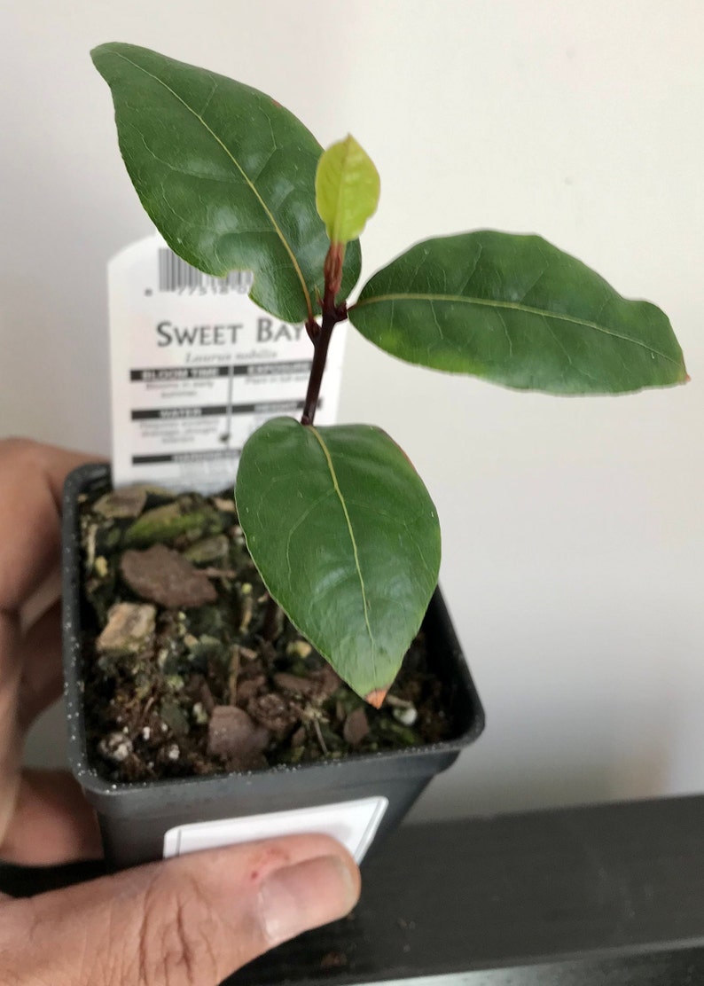 Op de afbeelding: Jonge laurier (Laurus nobilis) in een kleine zwarte pot. De plant heeft glanzende groene bladeren en een verse, lichtgroene knop. Een wit label met tekst is zichtbaar. De plant wordt door een persoon vastgehouden.