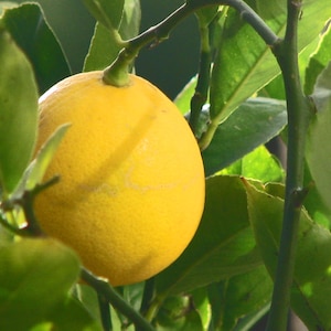 May include: A bright yellow lemon hanging from a branch on a lemon tree. The lemon is surrounded by green leaves.