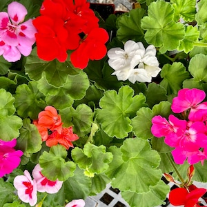 Live Geranium Plant: Fragrant Blooms, Assorted Colors (Ships Without Pot)