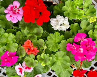 Geranium LIVE Plants, MANY Colors, WITH buds & blooms, ~10&quot; plant, Fragrant flowers, Free ship w/o pot