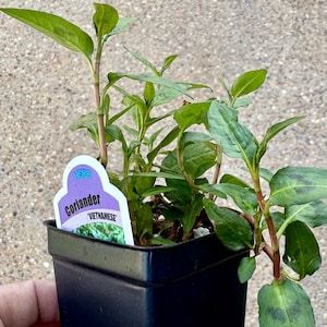Puede incluir: Una peque&ntilde;a maceta negra con una planta de cilantro verde, etiquetada como 'Herb Coriander 'Vietnamese'.